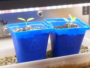 LED grow-lights-capsicum-experiment