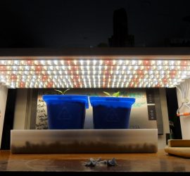 LED grow-lights-capsicum-experiment