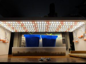 LED grow-lights-capsicum-experiment