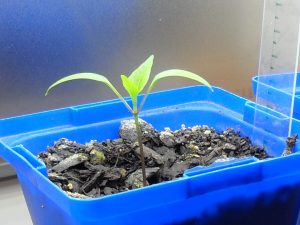 LED grow-lights-capsicum-experiment