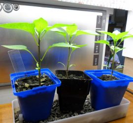 LED grow-lights-capsicum-experiment
