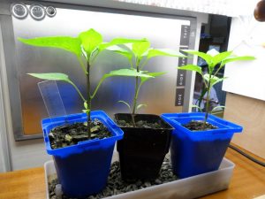 LED grow-lights-capsicum-experiment